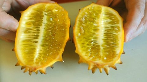 kiwano melon