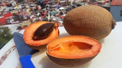 mamey fruit