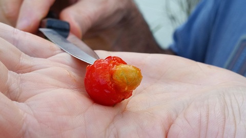 surinam cherry