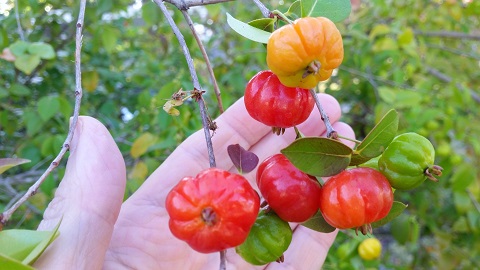 surinam cherry