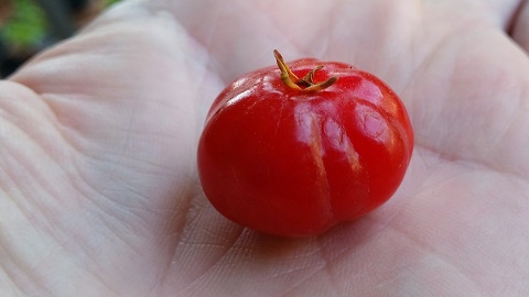 surinam cherry